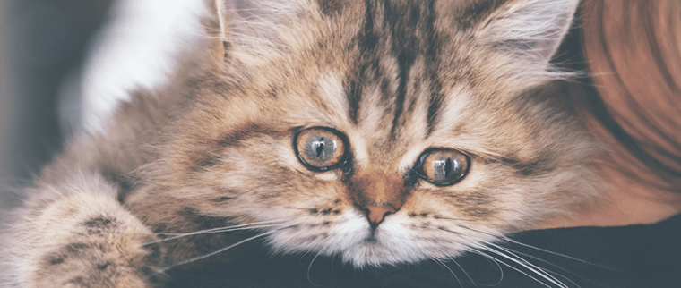 Larmes chat